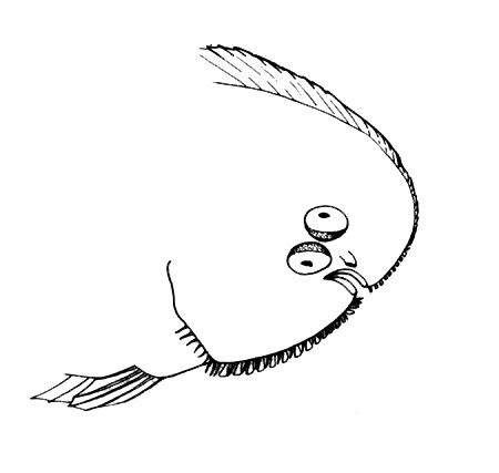 Representative of the family Soleidae (Gosline & Brock, 1960, fig. 177)